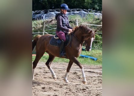 Pony tedesco Mix, Castrone, 3 Anni, 150 cm, Sauro scuro