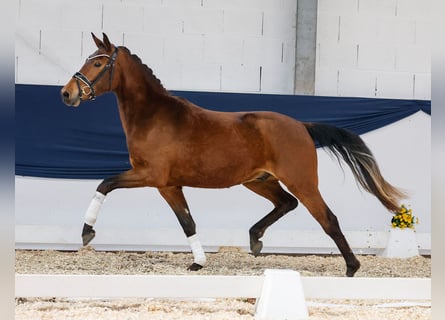 Pony tedesco, Castrone, 3 Anni, 152 cm, Baio