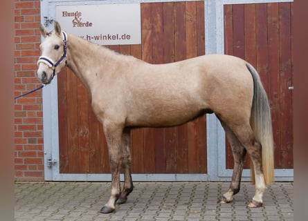 Pony tedesco, Castrone, 3 Anni, 152 cm, Palomino