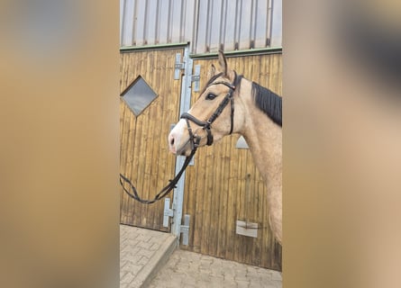 Pony tedesco, Castrone, 3 Anni, 152 cm, Pelle di daino