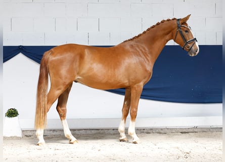 Pony tedesco, Castrone, 3 Anni, 153 cm, Sauro