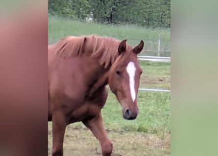 Pony tedesco, Castrone, 3 Anni, Sauro