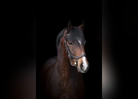 Pony tedesco, Castrone, 4 Anni, 142 cm, Baio scuro