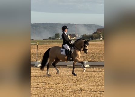 Pony tedesco, Castrone, 4 Anni, 143 cm, Pelle di daino