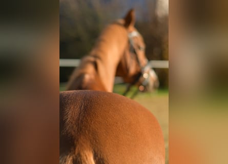 Pony tedesco, Castrone, 4 Anni, 144 cm, Sauro