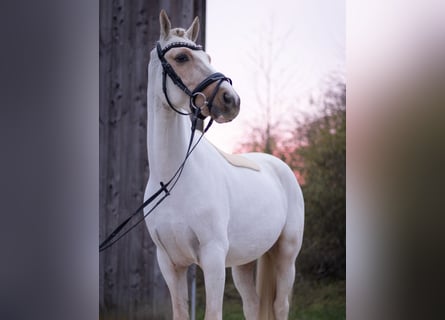Pony tedesco, Castrone, 4 Anni, 145 cm, Palomino