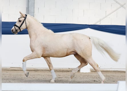 Pony tedesco, Castrone, 4 Anni, 145 cm, Palomino