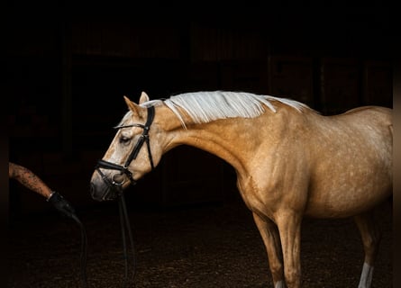 Pony tedesco, Castrone, 4 Anni, 145 cm, Palomino