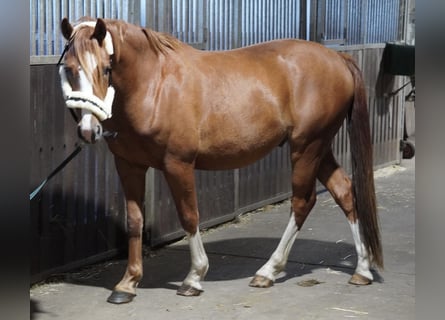 Pony tedesco, Castrone, 4 Anni, 145 cm, Sauro