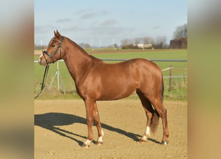 Pony tedesco, Castrone, 4 Anni, 145 cm, Sauro
