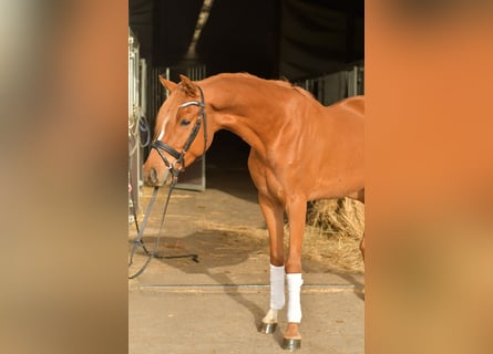 Pony tedesco, Castrone, 4 Anni, 145 cm, Sauro
