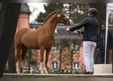 Pony tedesco, Castrone, 4 Anni, 145 cm, Sauro