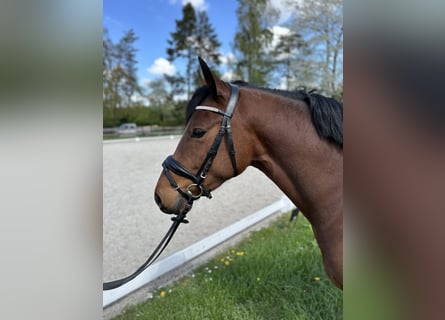 Pony tedesco, Castrone, 4 Anni, 146 cm, Baio