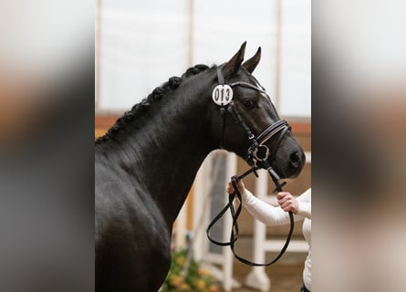 Pony tedesco, Castrone, 4 Anni, 146 cm, Morello