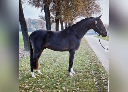 Pony tedesco, Castrone, 4 Anni, 147 cm, Baio scuro