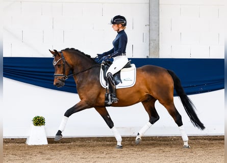 Pony tedesco, Castrone, 4 Anni, 147 cm, Baio scuro