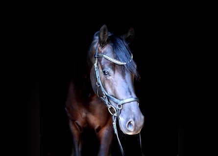 Pony tedesco, Castrone, 4 Anni, 147 cm, Morello