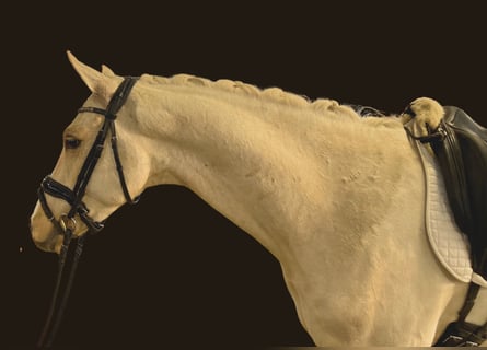 Pony tedesco, Castrone, 4 Anni, 147 cm, Palomino