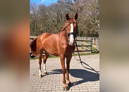 Pony tedesco, Castrone, 4 Anni, 147 cm, Sauro