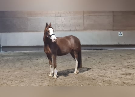 Pony tedesco, Castrone, 4 Anni, 147 cm, Sauro