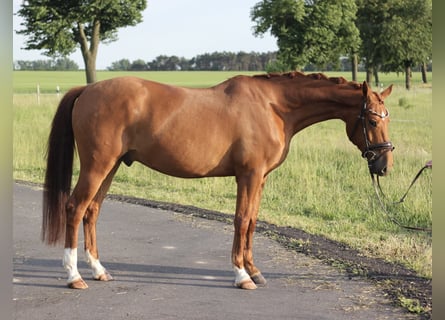 Pony tedesco, Castrone, 4 Anni, 147 cm, Sauro