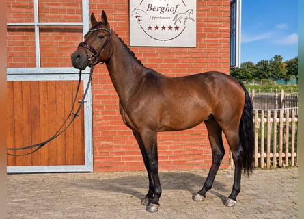 Pony tedesco, Castrone, 4 Anni, 148 cm, Baio