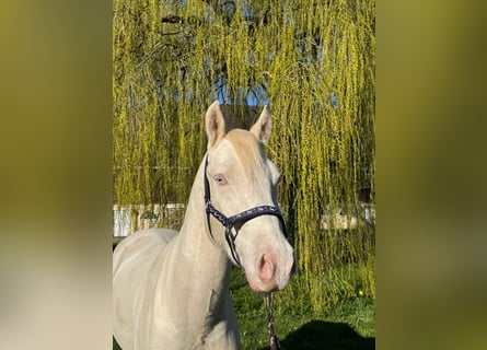 Pony tedesco, Castrone, 4 Anni, 148 cm, Cremello