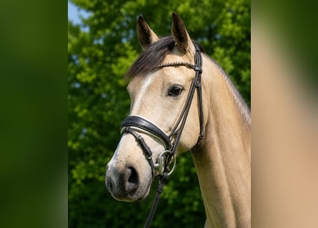 Pony tedesco, Castrone, 4 Anni, 148 cm, Pelle di daino