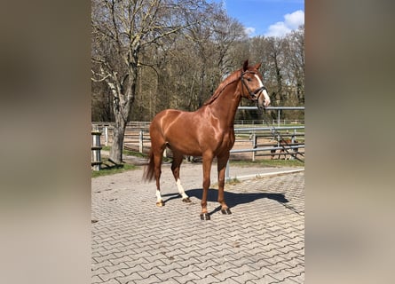 Pony tedesco, Castrone, 4 Anni, 148 cm, Sauro