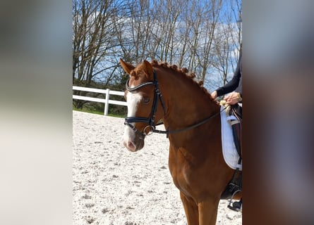 Pony tedesco, Castrone, 4 Anni, 148 cm, Sauro