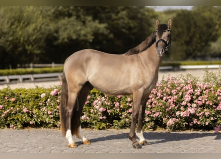 Pony tedesco, Castrone, 4 Anni, 152 cm, Falbo