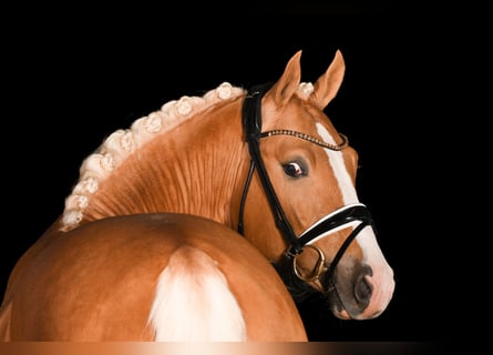 Pony tedesco, Castrone, 4 Anni, 152 cm, Palomino