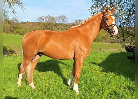 Pony tedesco, Castrone, 4 Anni, 153 cm, Palomino