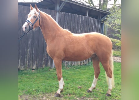 Pony tedesco, Castrone, 4 Anni, 153 cm, Palomino