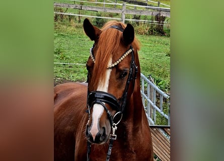 Pony tedesco, Castrone, 4 Anni, 155 cm, Sauro
