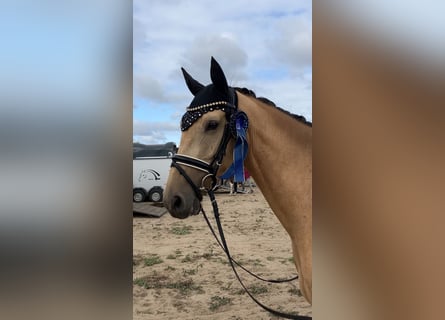 Pony tedesco, Castrone, 4 Anni, 158 cm, Pelle di daino