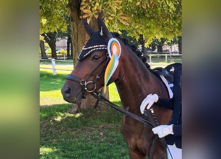 Pony tedesco, Castrone, 5 Anni, 145 cm, Baio