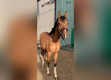 Pony tedesco, Castrone, 5 Anni, 145 cm, Falbo