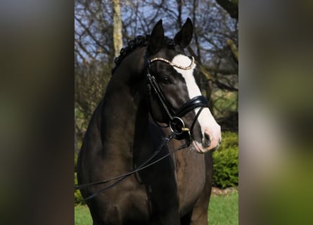Pony tedesco, Castrone, 5 Anni, 145 cm, Morello