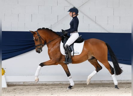 Pony tedesco, Castrone, 5 Anni, 147 cm, Baio