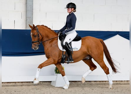 Pony tedesco, Castrone, 5 Anni, 147 cm, Sauro
