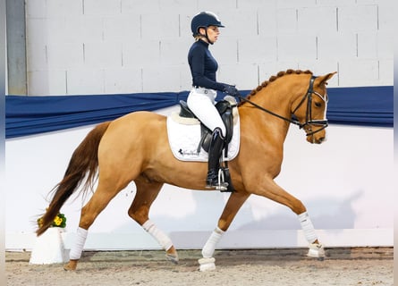 Pony tedesco, Castrone, 5 Anni, 147 cm, Sauro