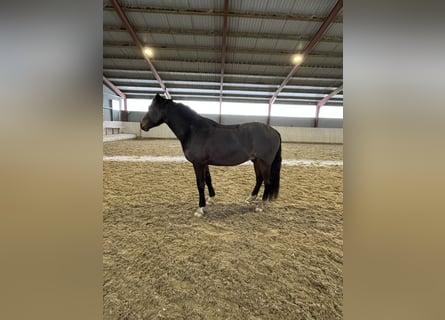 Pony tedesco, Castrone, 5 Anni, 148 cm, Baio scuro