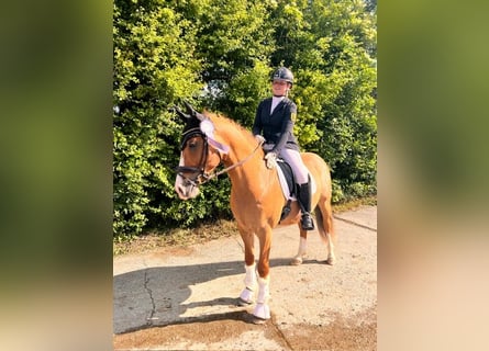Pony tedesco, Castrone, 5 Anni, 148 cm, Red dun