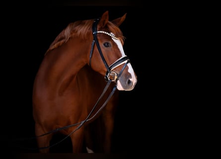 Pony tedesco, Castrone, 5 Anni, 148 cm, Sauro