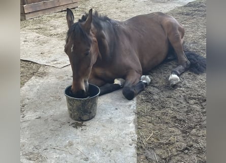 Pony tedesco, Castrone, 5 Anni, 150 cm, Baio