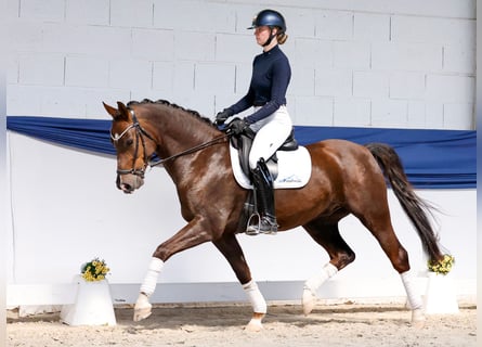 Pony tedesco, Castrone, 5 Anni, 150 cm, Sauro scuro