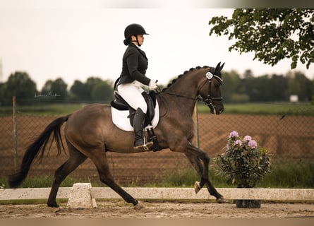 Pony tedesco, Castrone, 5 Anni, 151 cm, Falbo