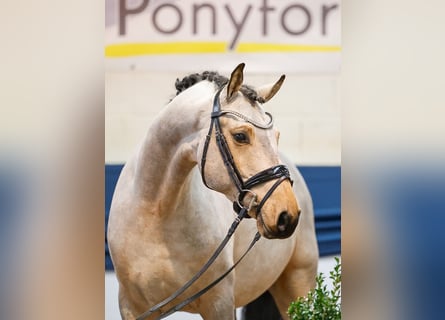 Pony tedesco, Castrone, 5 Anni, 152 cm, Falbo