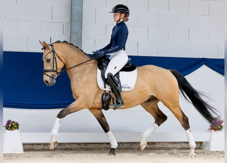 Pony tedesco, Castrone, 5 Anni, 152 cm, Falbo
